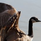 Kanadagans auf dem Bruchsee