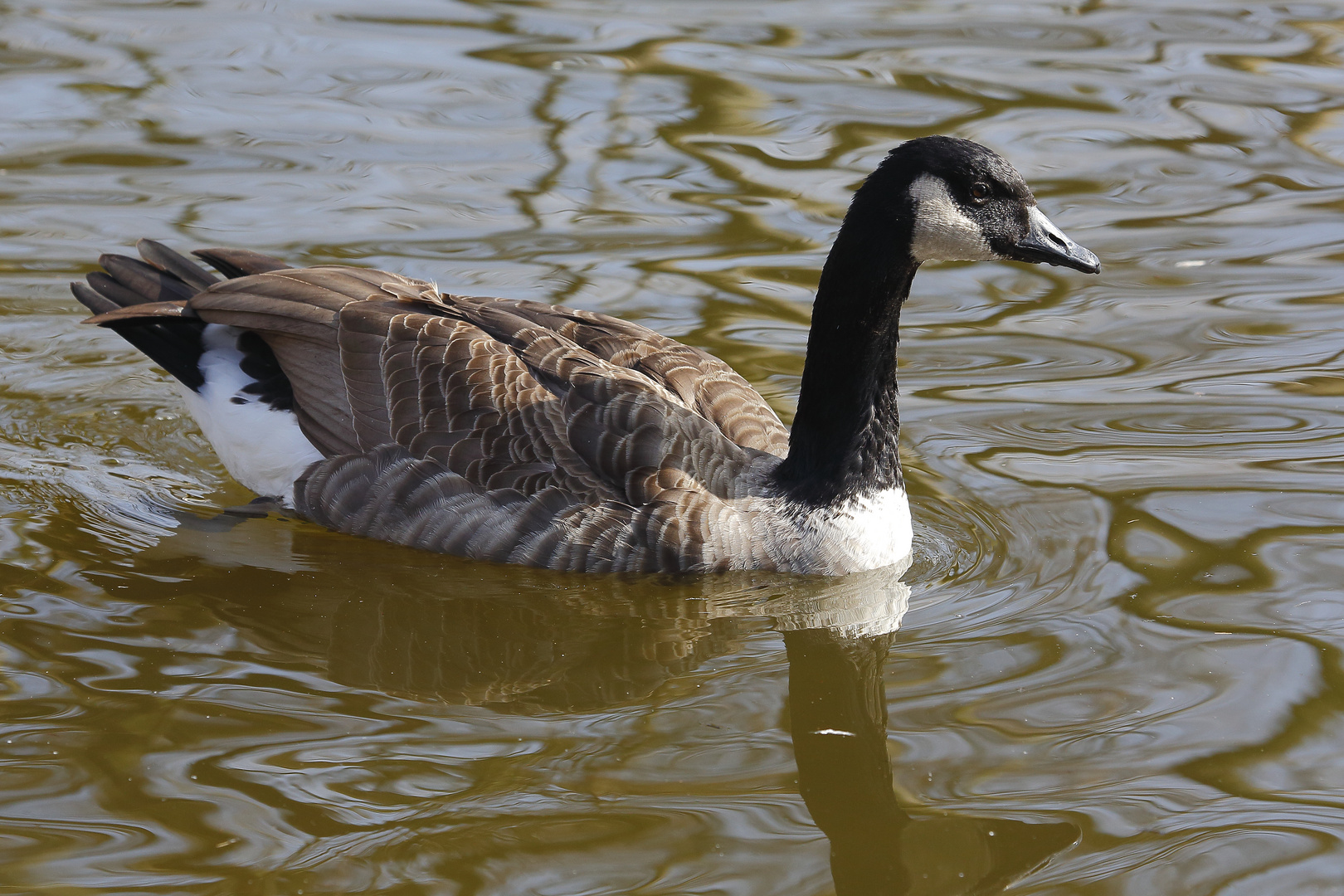 Kanadagans auf dem Bruchsee