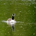 Kanadagans auf dem Erlensee