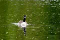 Kanadagans auf dem Erlensee