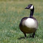 Kanadagans auf der Wiese