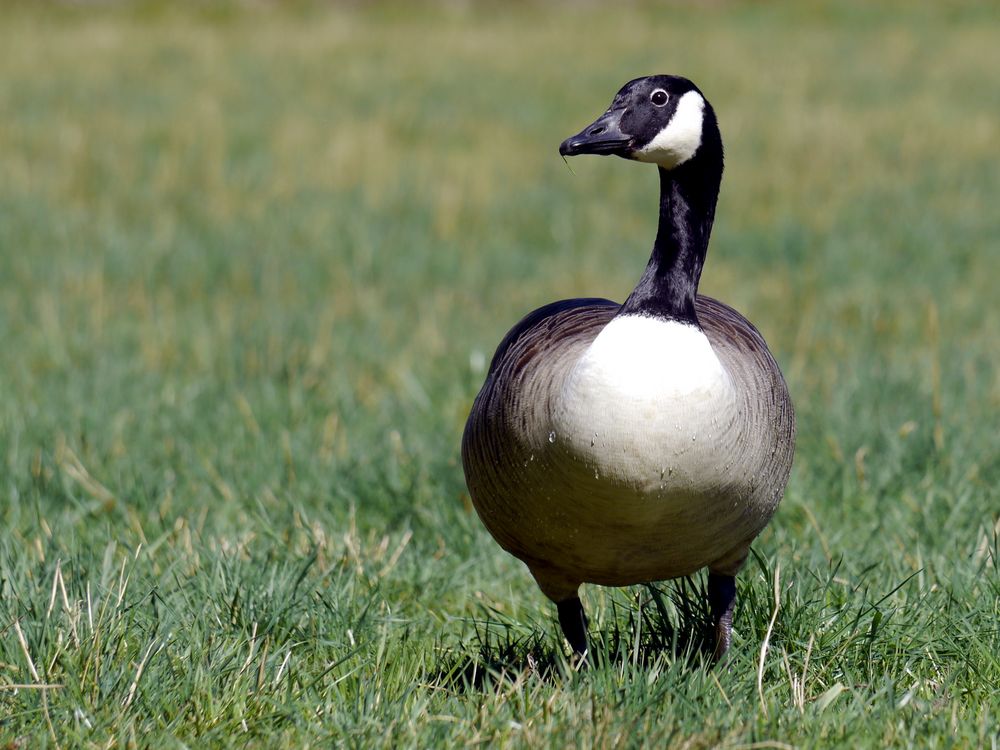 Kanadagans auf der Wiese