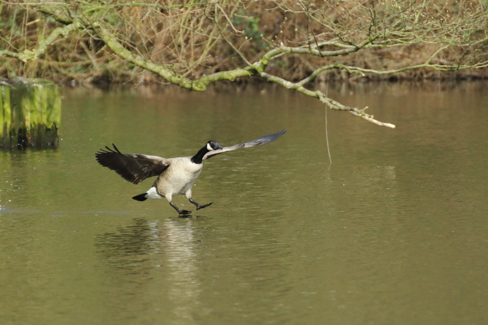 Kanadagans bei der Landung im Weiher