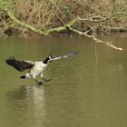 Kanadagans bei der Landung im Weiher