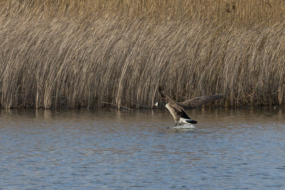 Kanadagans beim Wassern