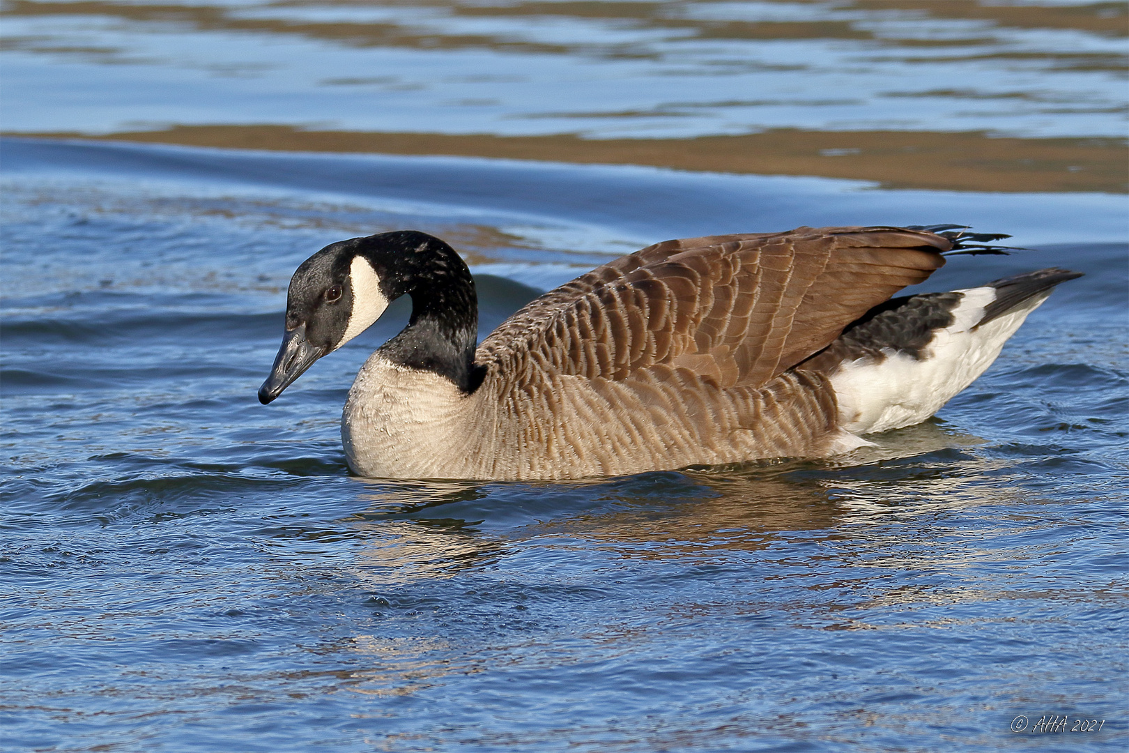 Kanadagans (Branta canadensis)