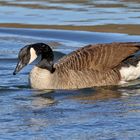 Kanadagans (Branta canadensis)