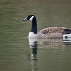 Kanadagans (Branta canadensis) - 2