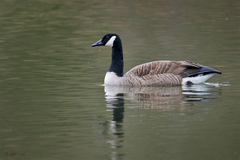 Kanadagans (Branta canadensis) - 2