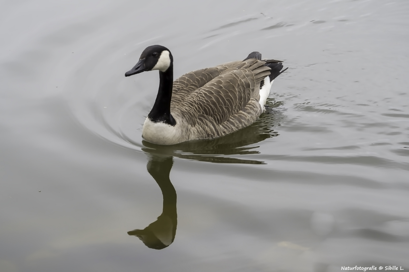 Kanadagans (Branta canadensis) 