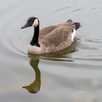 Kanadagans (Branta canadensis) 