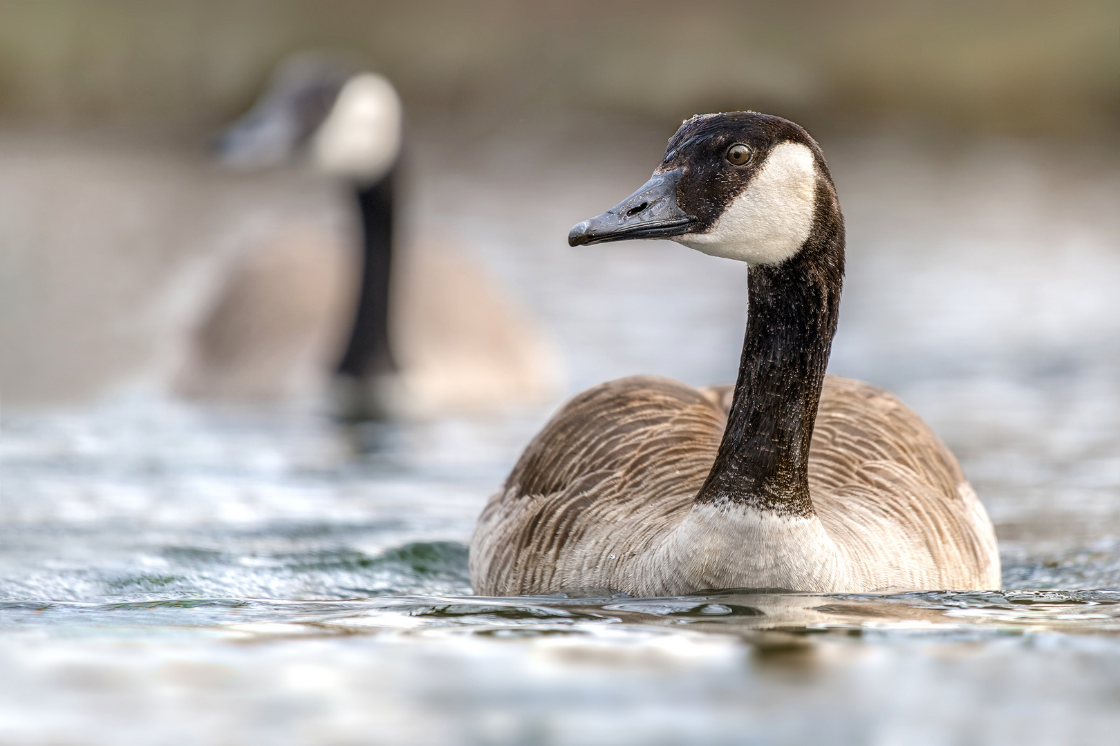 Kanadagans (Branta canadensis)