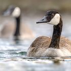 Kanadagans (Branta canadensis)