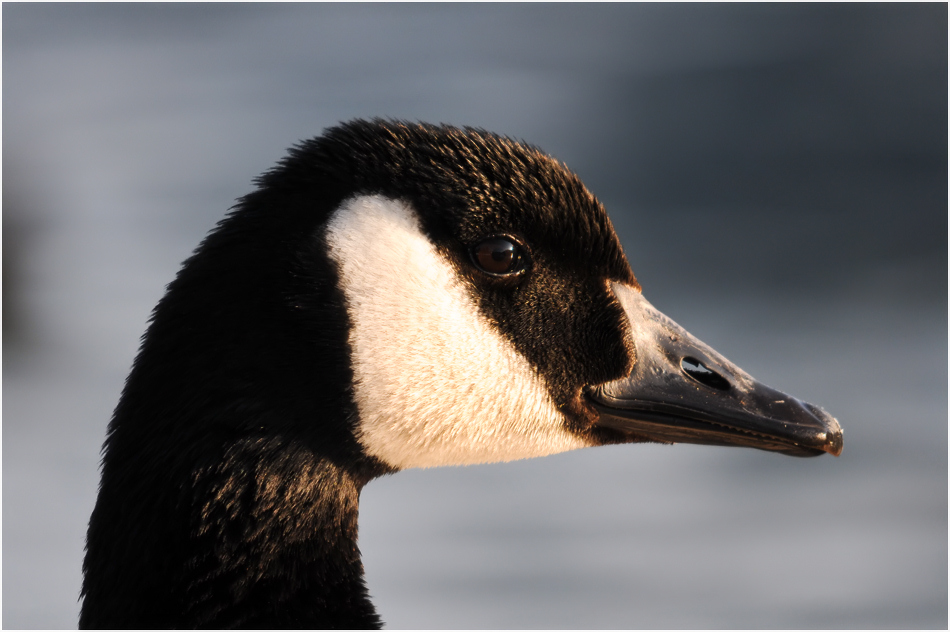 Kanadagans (Branta canadensis).