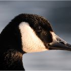 Kanadagans (Branta canadensis).