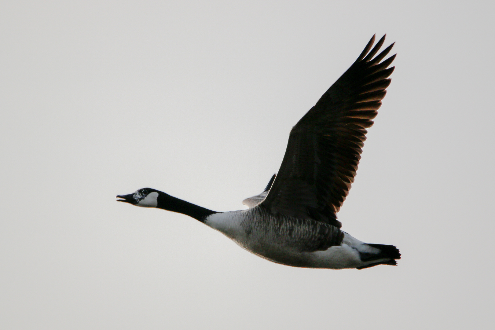 Kanadagans (Branta canadensis)