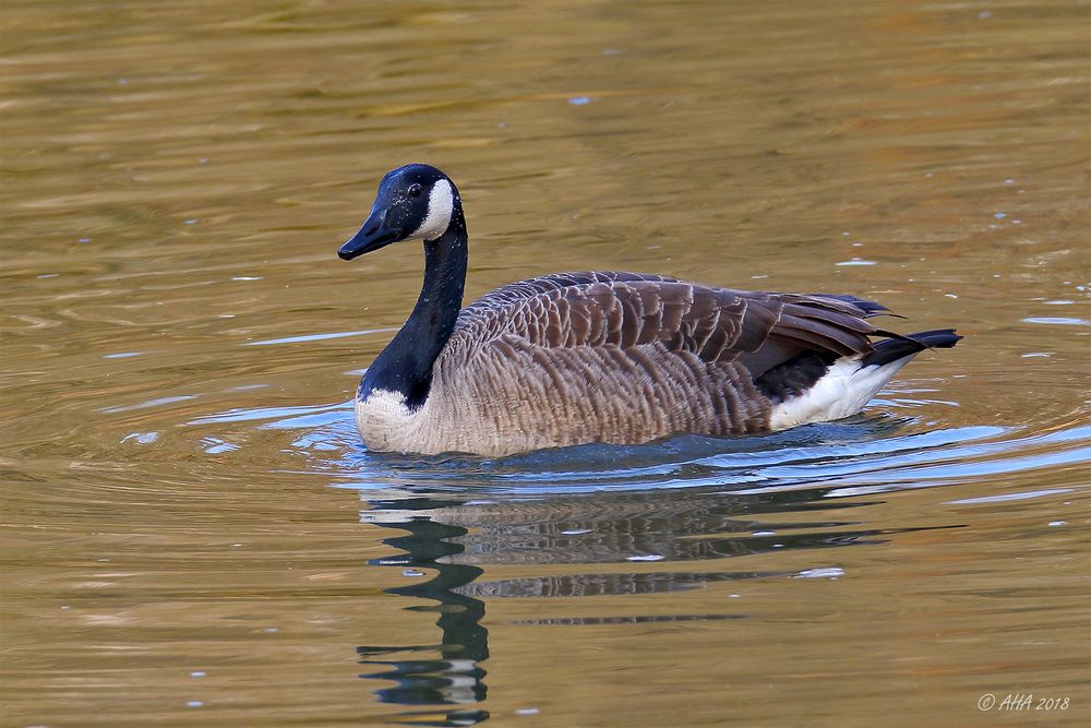 Kanadagans (Branta canadensis) 