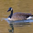 Kanadagans (Branta canadensis) 