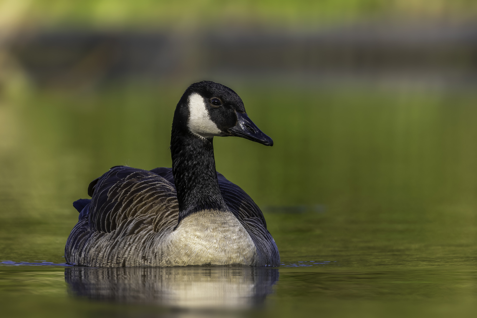 Kanadagans (Branta canadensis)