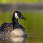 Kanadagans (Branta canadensis)