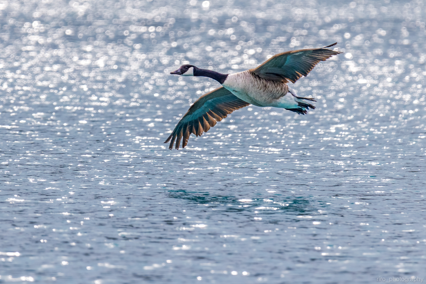 Kanadagans (Branta canadensis)