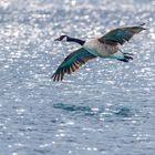 Kanadagans (Branta canadensis)