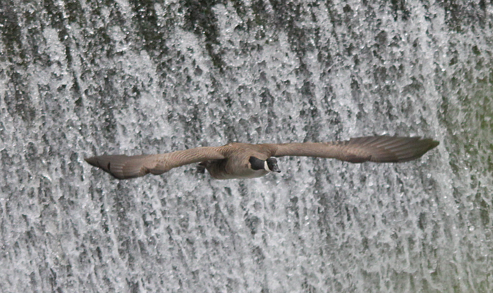 Kanadagans (Branta canadensis)