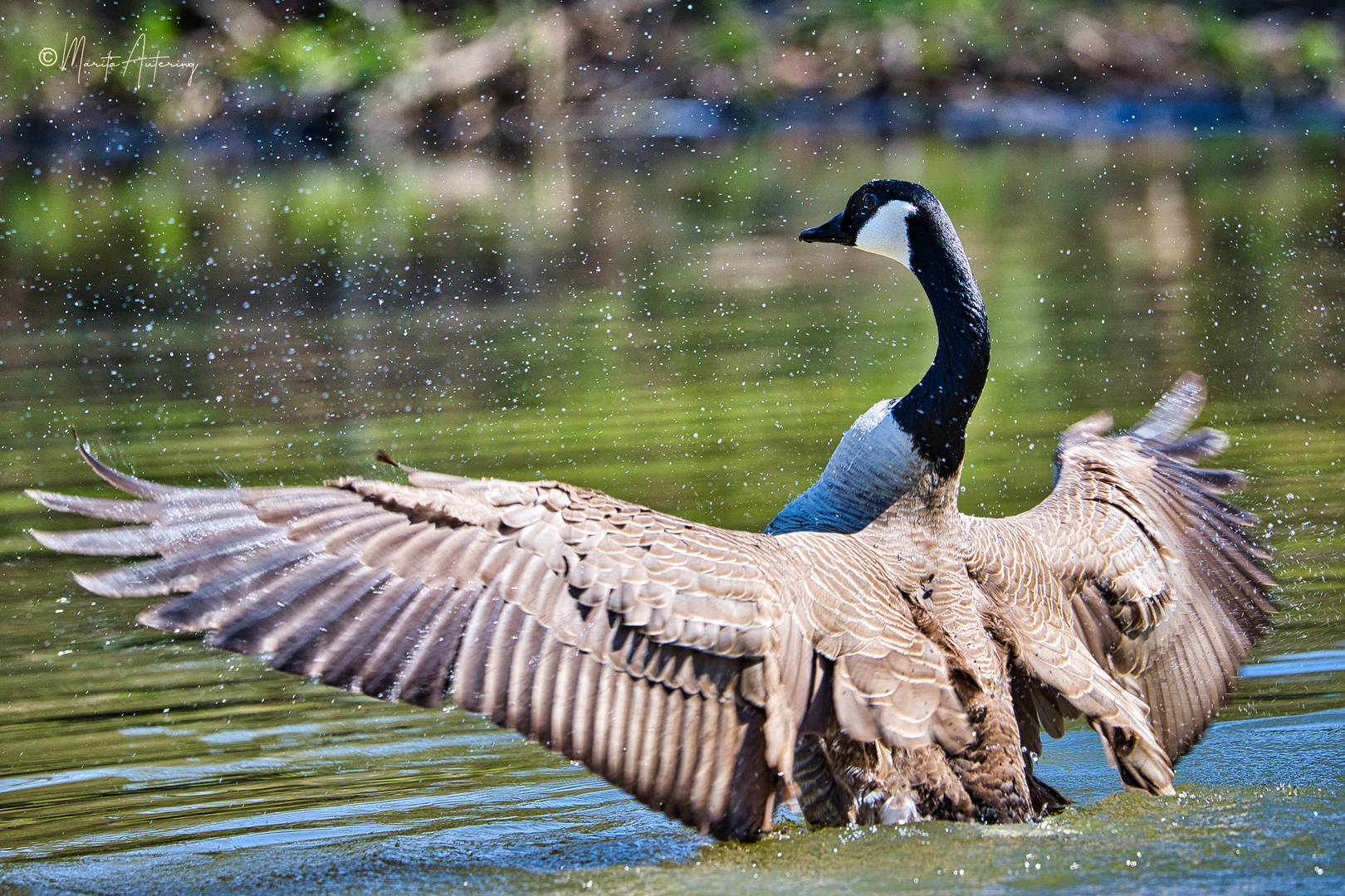 Kanadagans (Branta canadensis)