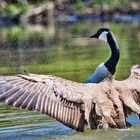 Kanadagans (Branta canadensis)