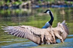 Kanadagans (Branta canadensis)