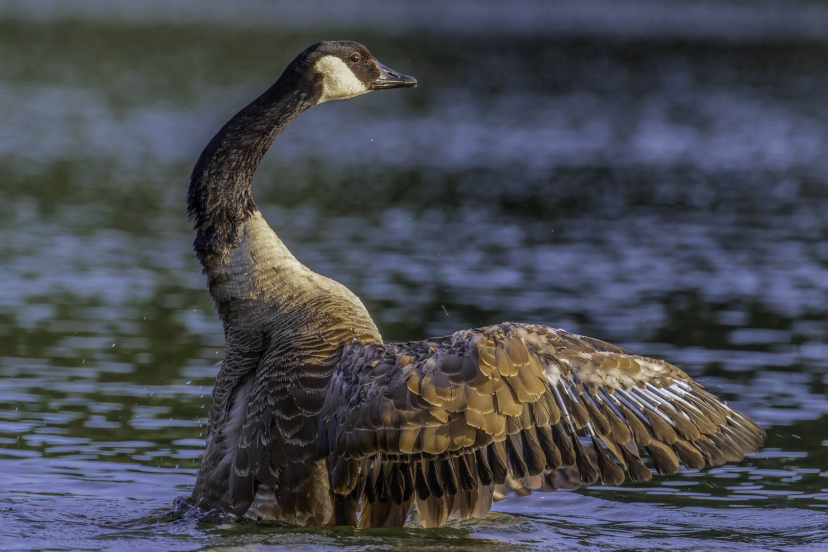 Kanadagans (Branta canadensis)