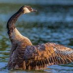 Kanadagans (Branta canadensis)