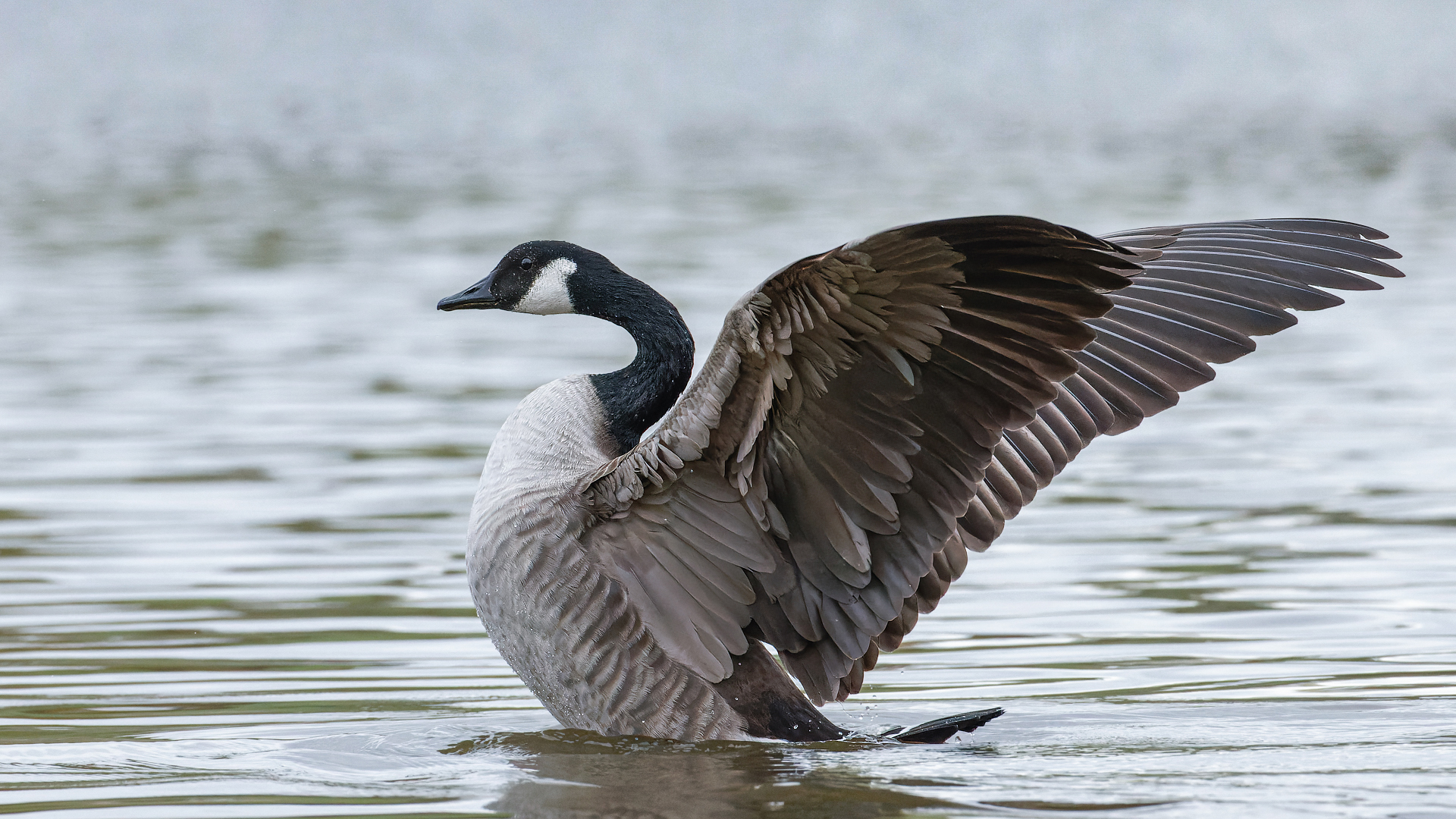 Kanadagans ( branta canadensis )