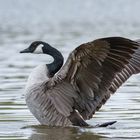 Kanadagans ( branta canadensis )