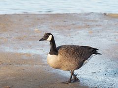 Kanadagans (Branta canadensis)