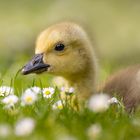 Kanadagans [Branta canadensis]