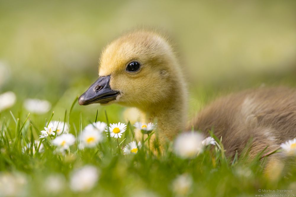 Kanadagans [Branta canadensis]