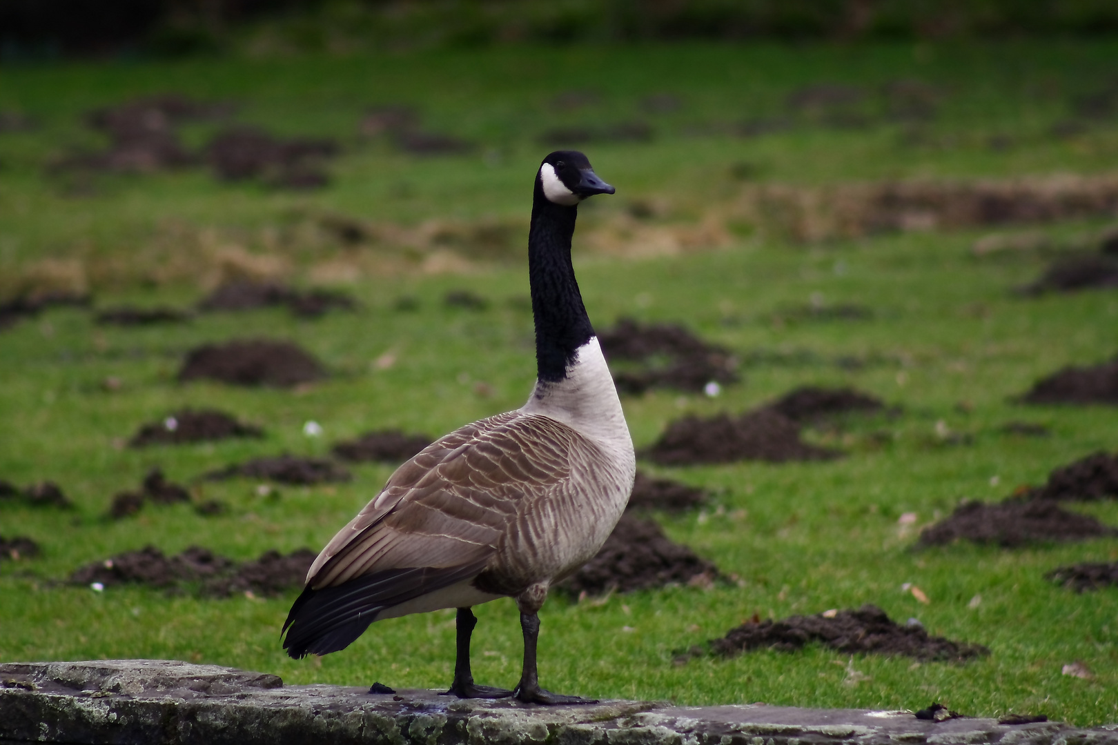 Kanadagans (Branta canadensis)