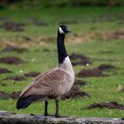 Kanadagans (Branta canadensis)