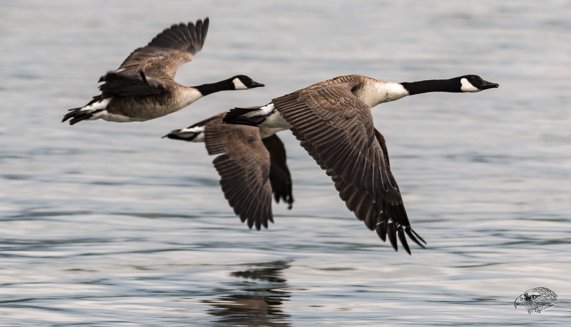 Kanadagans Branta canadensis