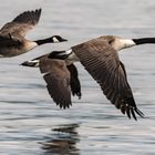 Kanadagans Branta canadensis