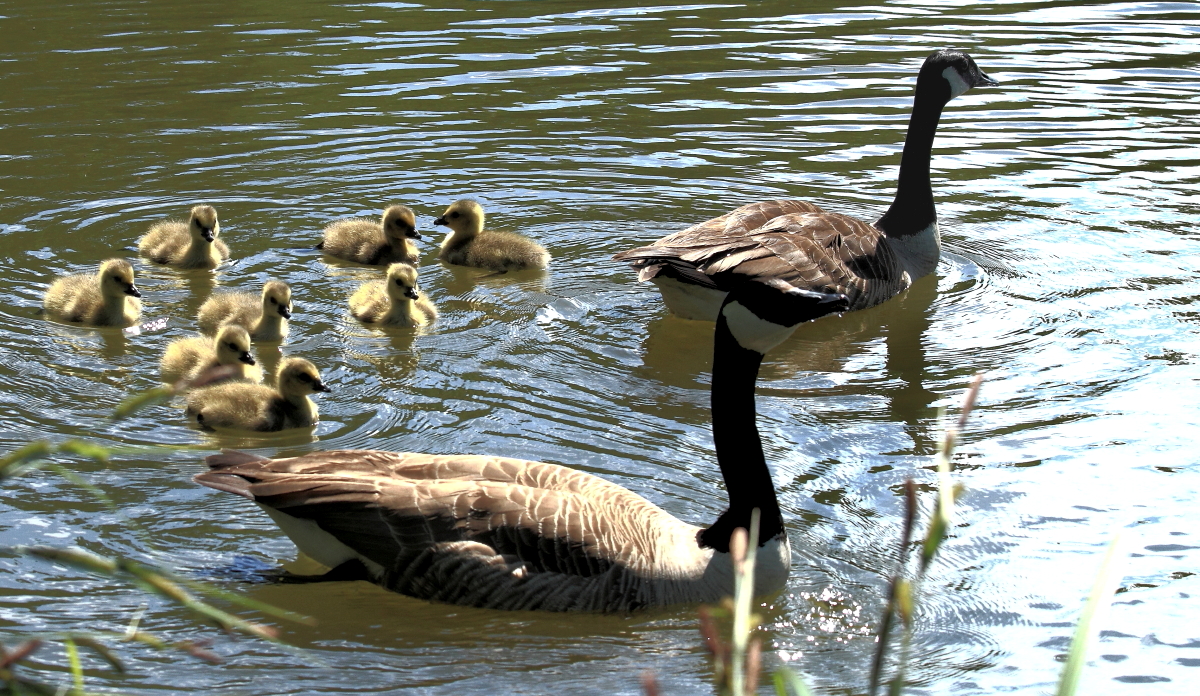 Kanadagans (Branta canadensis)