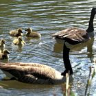 Kanadagans (Branta canadensis)