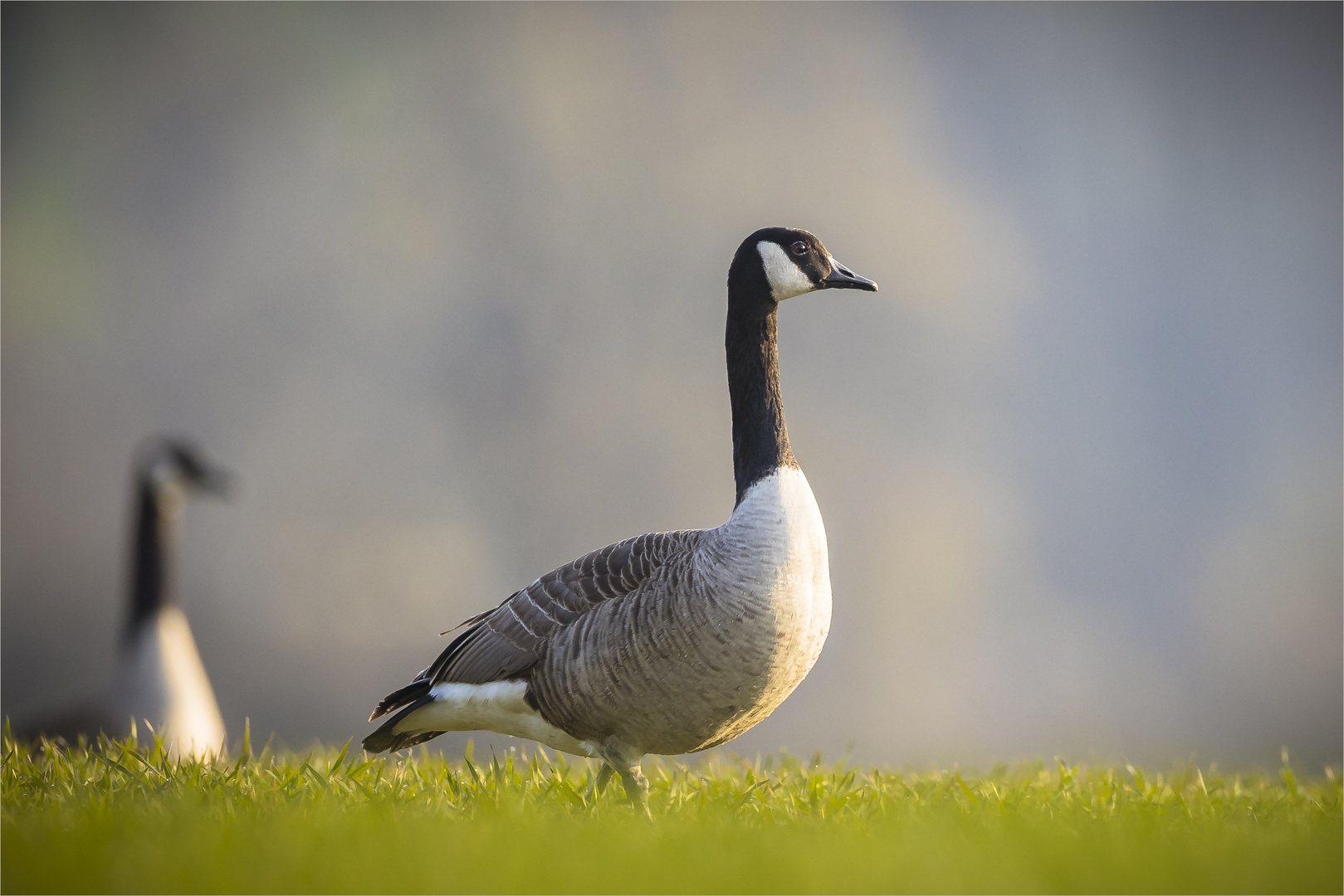 Kanadagans [Branta canadensis]