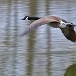 Kanadagans (Branta canadensis)