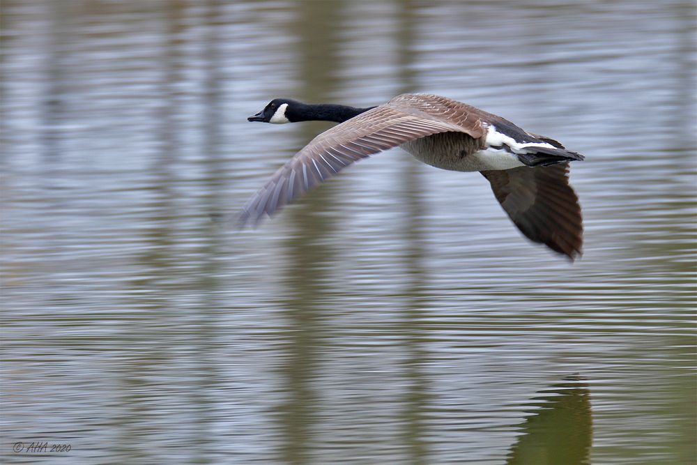 Kanadagans (Branta canadensis)