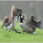 Kanadagans (Branta canadensis)