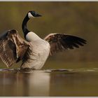 Kanadagans (Branta canadensis)