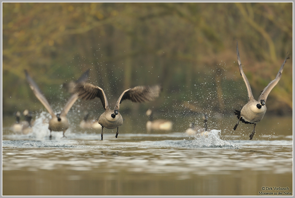 Kanadagans (Branta canadensis)