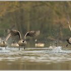 Kanadagans (Branta canadensis)